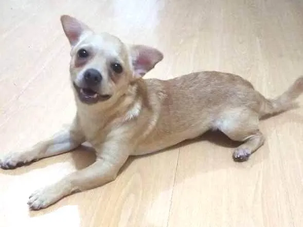 Cachorro ra a Chihuahua com Pincher idade 7 a 11 meses nome Nick