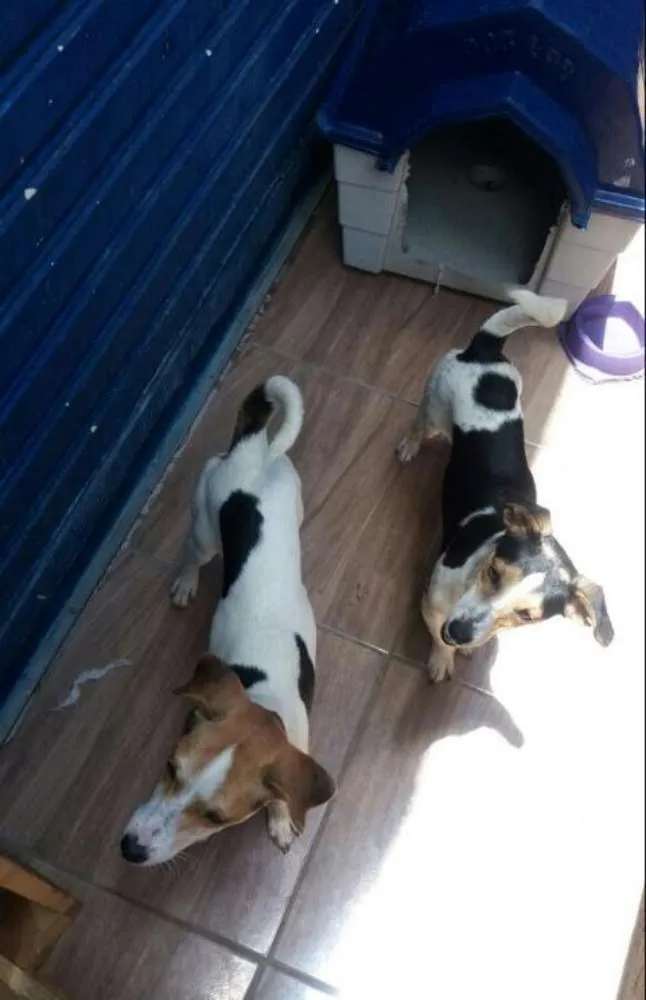 Cachorro ra a Chuaua idade 7 a 11 meses nome Yara e kaue