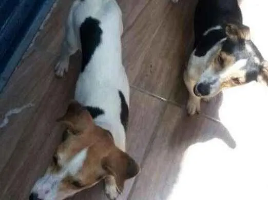 Cachorro ra a Chuaua idade 7 a 11 meses nome Yara e kaue
