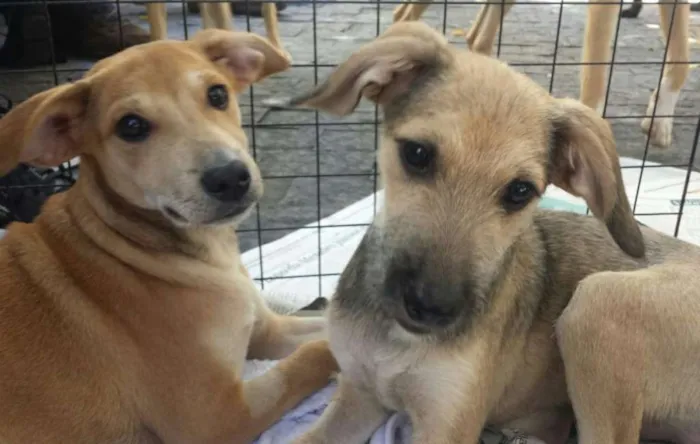 Cachorro ra a SRD idade 2 a 6 meses nome Risonho e Faísca