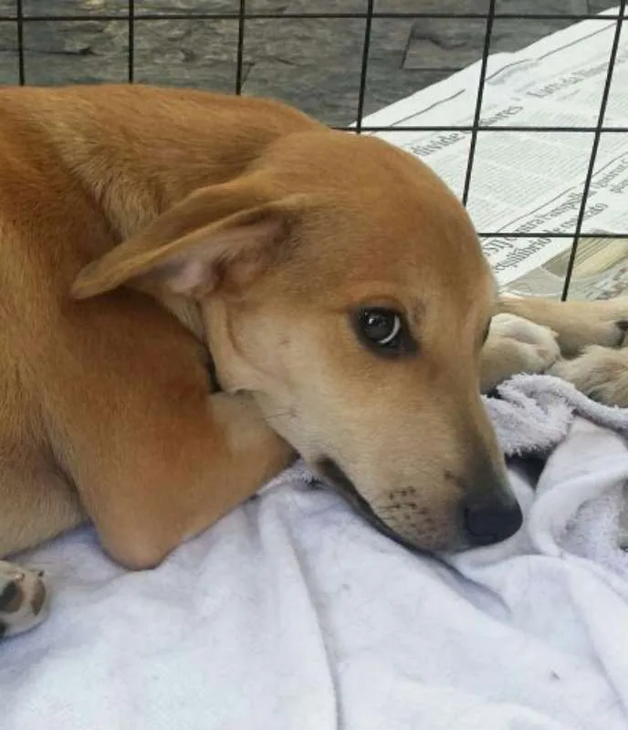 Cachorro ra a SRD idade 2 a 6 meses nome Risonho e Faísca