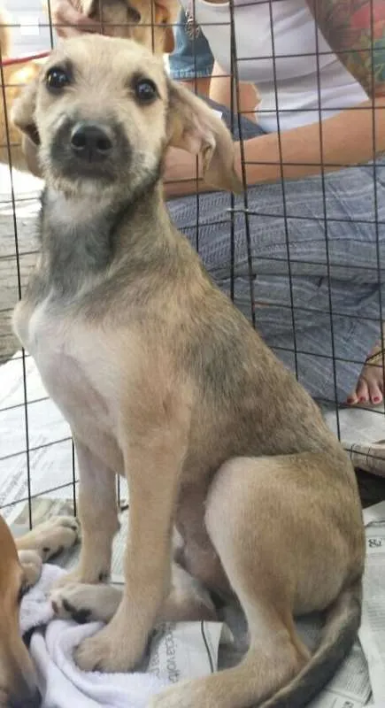Cachorro ra a SRD idade 2 a 6 meses nome Risonho e Faísca
