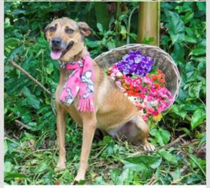 Cachorro raça SRD idade 1 ano nome Duda