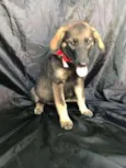 Menina linda