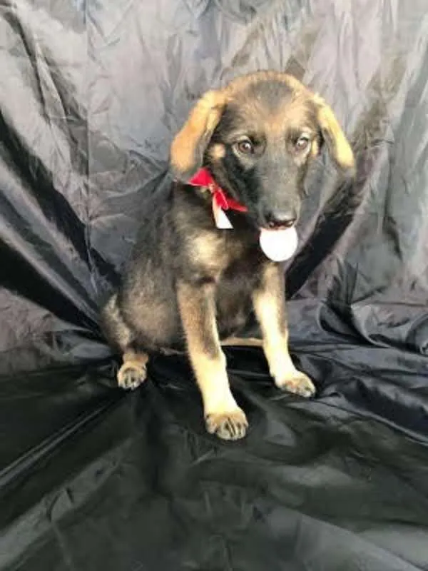 Cachorro ra a SRD idade 2 a 6 meses nome Menina linda