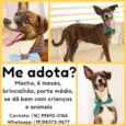Tigrão