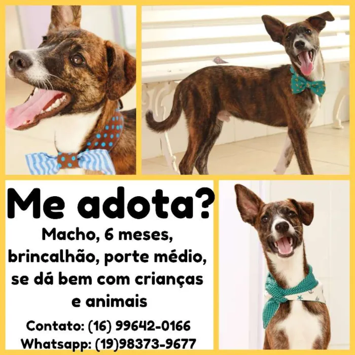 Cachorro ra a SRD idade 2 a 6 meses nome Tigrão