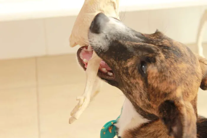 Cachorro ra a SRD idade 2 a 6 meses nome Tigrão