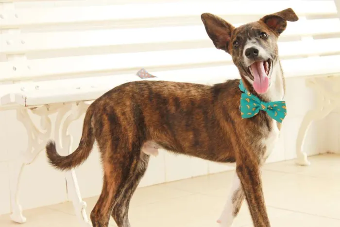 Cachorro ra a SRD idade 2 a 6 meses nome Tigrão