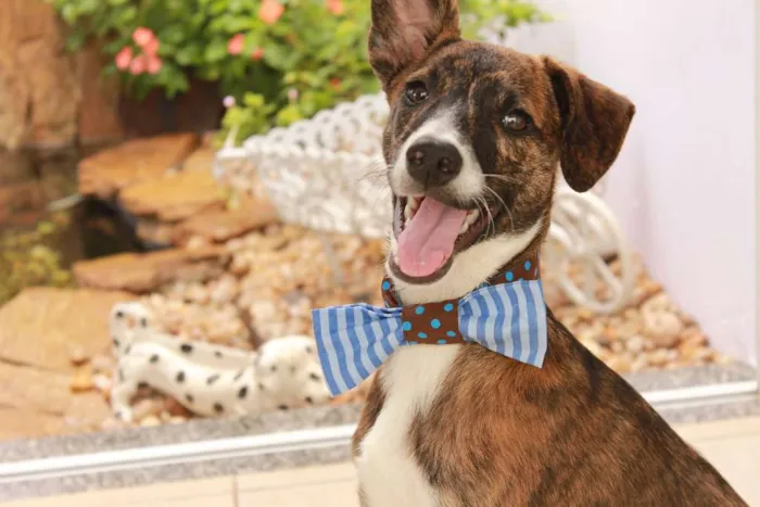 Cachorro ra a SRD idade 2 a 6 meses nome Tigrão