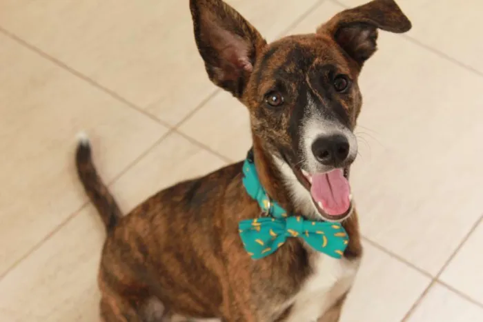 Cachorro ra a SRD idade 2 a 6 meses nome Tigrão