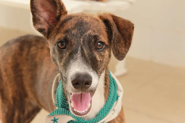 Cachorro ra a SRD idade 2 a 6 meses nome Tigrão