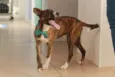 Tigrão