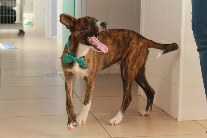 Cachorro ra a SRD idade 2 a 6 meses nome Tigrão
