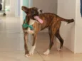 Tigrão