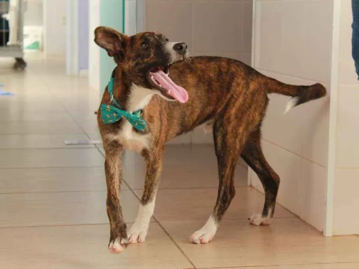 Cachorro ra a SRD idade 2 a 6 meses nome Tigrão