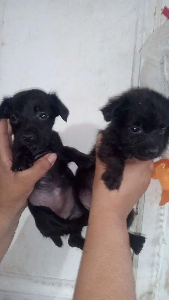 Cachorro ra a SRD idade 2 a 6 meses nome Rosinha