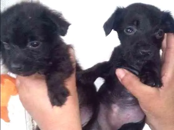 Cachorro ra a SRD idade 2 a 6 meses nome Rosinha