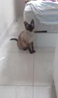 Perla