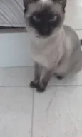 Perla