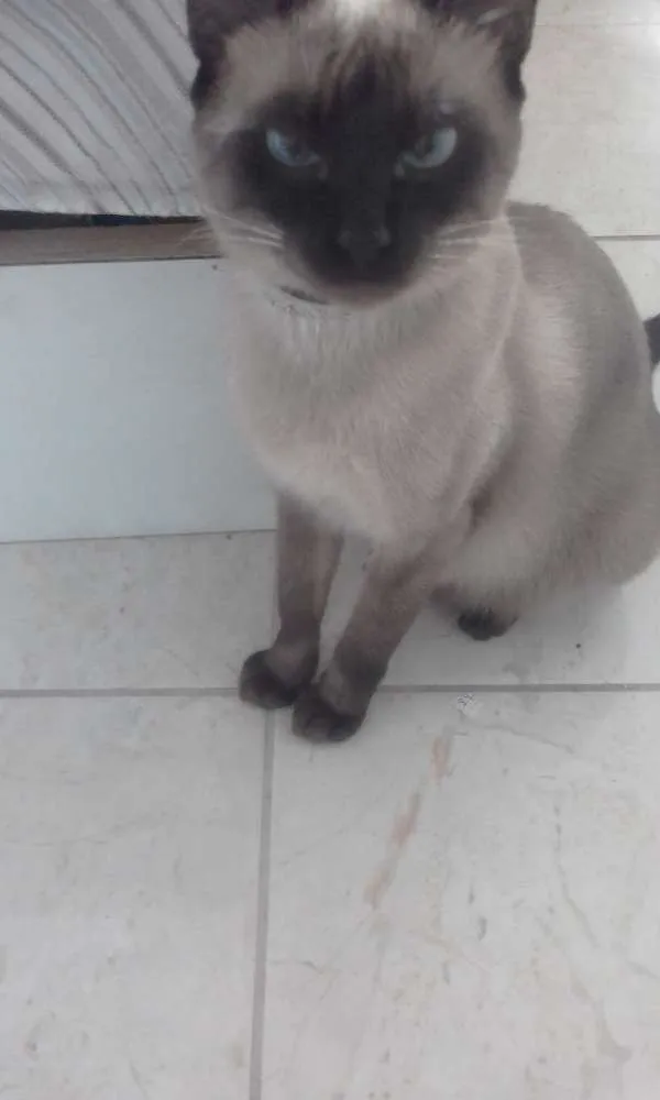 Gato ra a Siamês  idade 1 ano nome Perla
