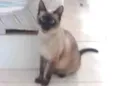 Perla