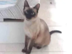 Gato raça Siamês  idade 1 ano nome Perla