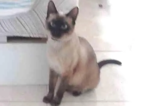 Gato ra a Siamês  idade 1 ano nome Perla