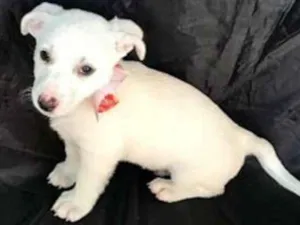 Cachorro raça SRD idade Abaixo de 2 meses nome Lindos babies