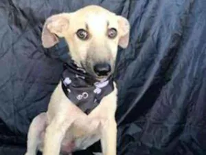Cachorro raça SRD idade 2 a 6 meses nome Rabicó