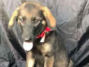 Cachorro raça SRD idade 2 a 6 meses nome Menina linda