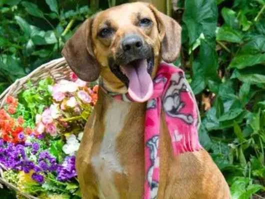 Cachorro raça SRD idade 1 ano nome Duda