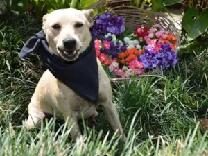 Cachorro raça SRD idade 1 ano nome Fubá
