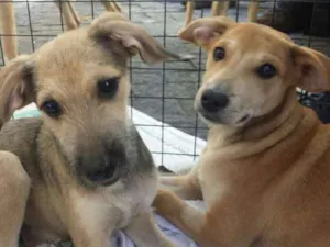 Cachorro raça SRD idade 2 a 6 meses nome Risonho e Faísca