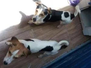 Cachorro raça Chuaua idade 7 a 11 meses nome Yara e kaue
