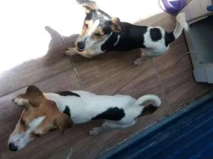 Cachorro ra a Chuaua idade 7 a 11 meses nome Yara e kaue