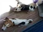 Cachorro raça Chuaua idade 7 a 11 meses nome Yara e kaue