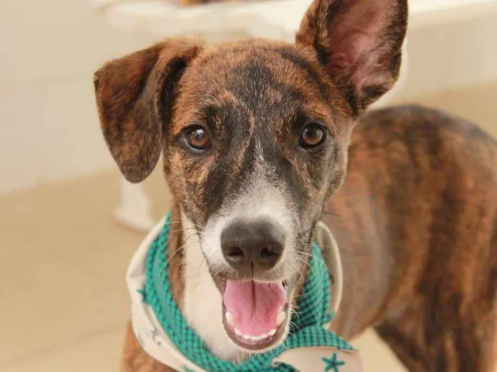 Cachorro ra a SRD idade 2 a 6 meses nome Tigrão