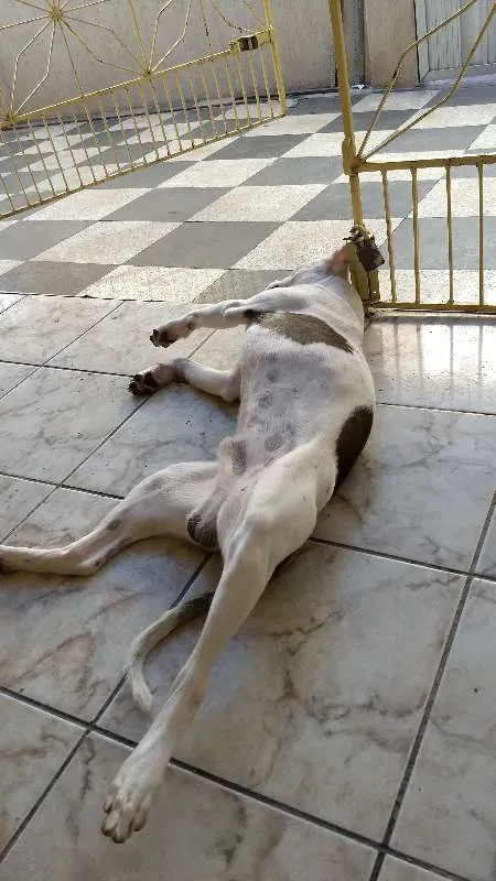 Cachorro ra a  idade 1 ano nome Dean