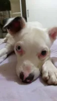 Dean