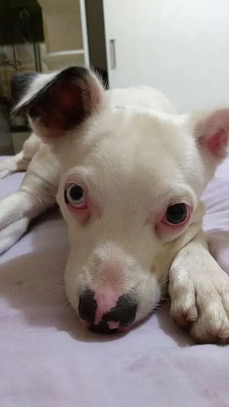 Cachorro ra a  idade 1 ano nome Dean