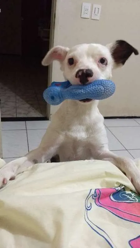 Cachorro ra a  idade 1 ano nome Dean
