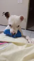 Dean