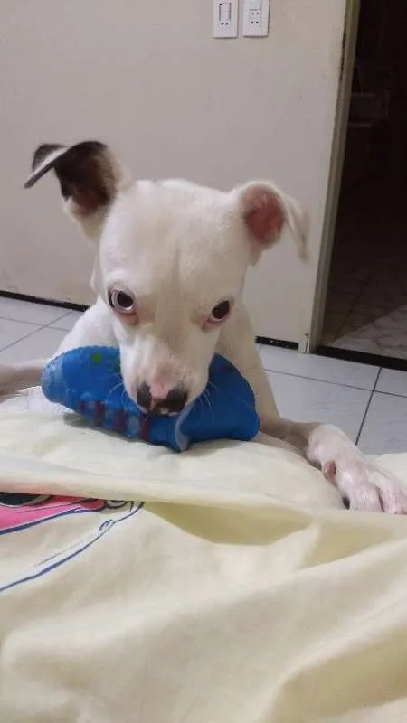 Cachorro ra a  idade 1 ano nome Dean