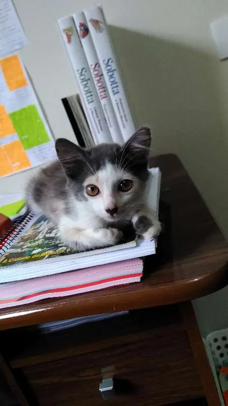 Gato ra a Vira lata idade 2 a 6 meses nome Blanca