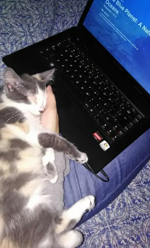 Gato ra a Vira lata idade 2 a 6 meses nome Blanca