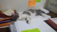 Blanca