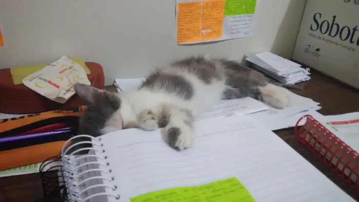 Gato ra a Vira lata idade 2 a 6 meses nome Blanca