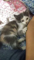 Blanca