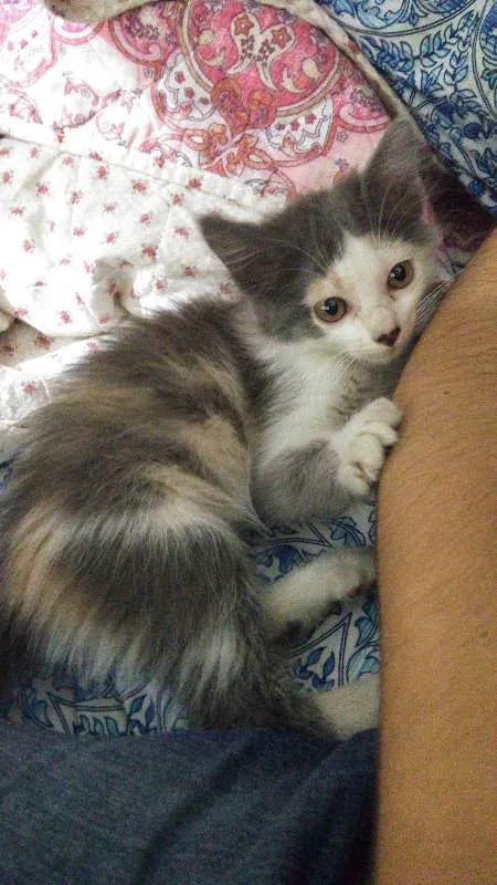 Gato ra a Vira lata idade 2 a 6 meses nome Blanca